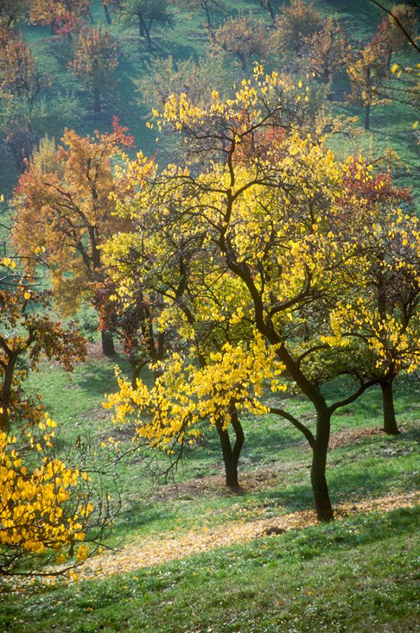 Schody do nebe - FOTOGRAFIE plus
