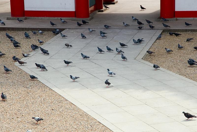 Když v ráji pršelo. Fotografie z cesty do Japonska.