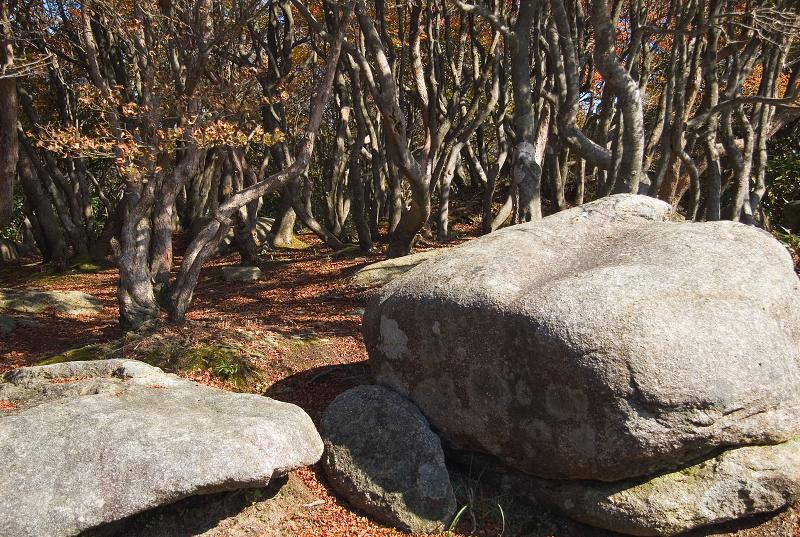 Když v ráji pršelo. Fotografie z cesty do Japonska.