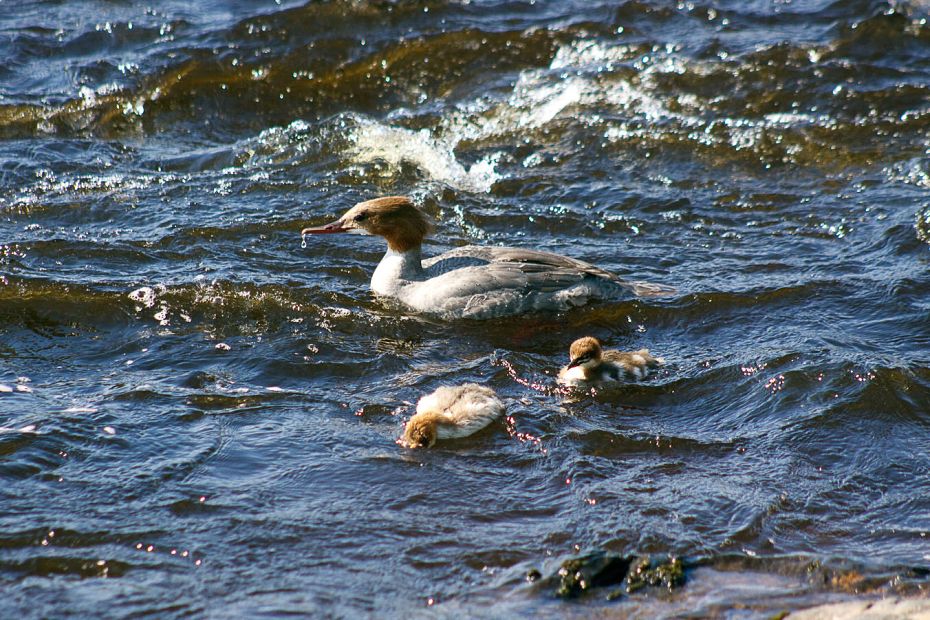 Rafting Laponsko 2011