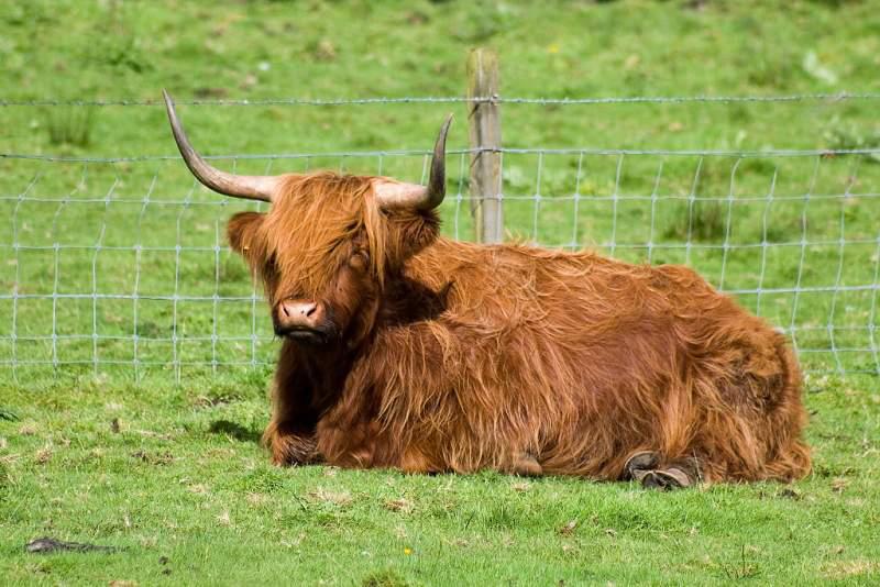 Skotsko, Kaledonský kanál a Inverness - 2006